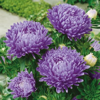 Aster peoniowy - niebieski