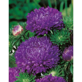 Aster peoniowy - fioletowy