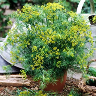 Koper ogrodowy Bouquet - do doniczek - NASIONA OTOCZKOWANE