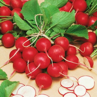 Rzodkiewka Cherry Belle - NA TAŚMIE