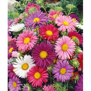 Aster - Madeleine - mieszanka o kwiatach pojedynczych