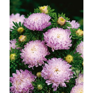 Aster peoniowy - biało-różowy