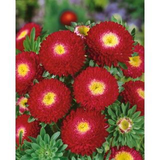 Aster pomponowy - czerwony