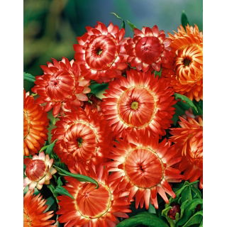 Kocanka ogrodowa, Nieśmiertelnik pomarańczowa