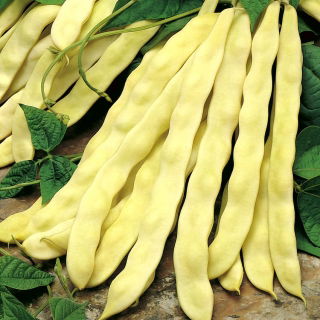 Fasola Goldmarie - szparagowa typu Mamut