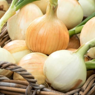 BIO Cebula zimująca biała Tonda Musona - Certyfikowane nasiona ekologiczne