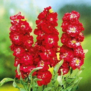 Lewkonia letnia Excelsior Pacific crimson
