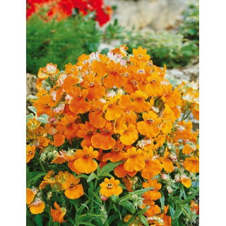 Nemezja powabna Orange Prince