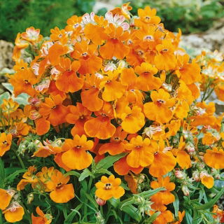 Nemezja powabna Orange Prince