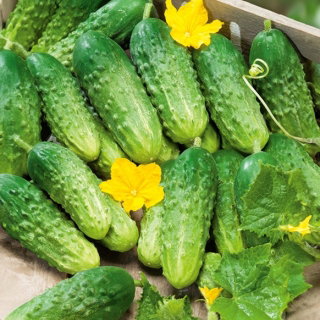 Ogórek Wisconsin SMR 58 - konserwowy - NASIONA ZAPRAWIANE