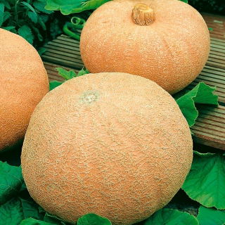 Dynia olbrzymia Melonowa Żółta - 100 gram