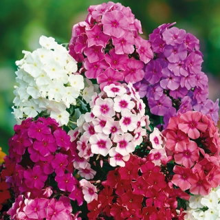 Floks wiechowaty - kolorowa mieszanka