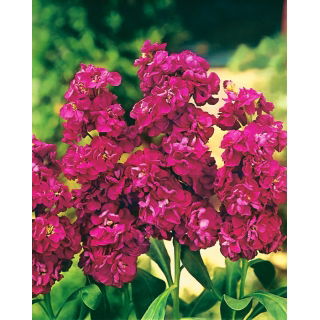 Lewkonia letnia Excelsior Pacific crimson