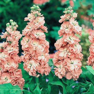 Lewkonia letnia Excelsior Apricot