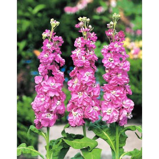 Lewkonia letnia Excelsior Rose no. 14