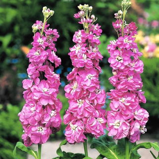 Lewkonia letnia Excelsior Rose no. 14