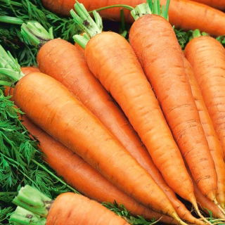 Marchew Polka - średnio późna