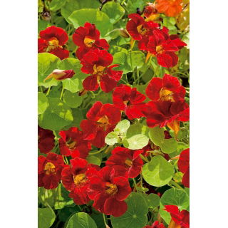 Nasturcja niska półpełna Mahogany