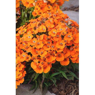 Nemezja powabna Orange Prince
