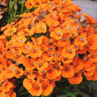 Nemezja powabna Orange Prince