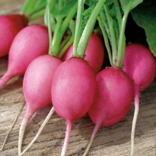 Rzodkiewka Jutrzenka - różowa
