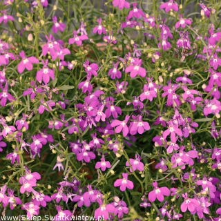 Lobelia zwisła karminowoczerwona