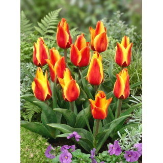 Tulipan Cape Cod  - opak. 5 szt.