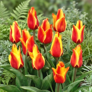 Tulipan Cape Cod  - opak. 5 szt.