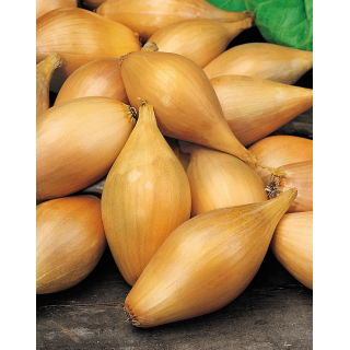Cebula szalotka Zebrune