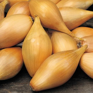 Cebula szalotka Zebrune