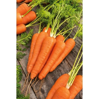 Marchew Koral - 50 gram