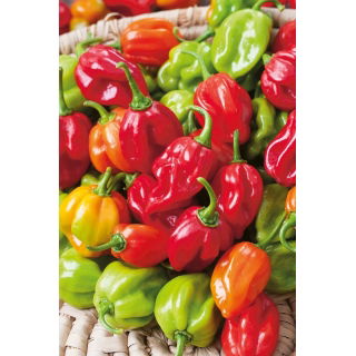 Papryka Habanero - piekielnie ostra