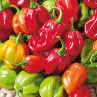 Papryka Habanero - piekielnie ostra