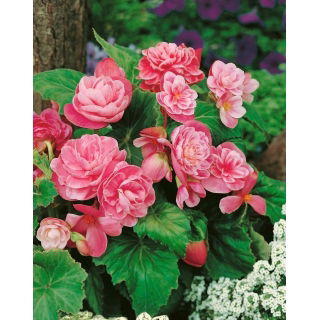 Begonia - Camellia - różowo-biała - 2 szt.