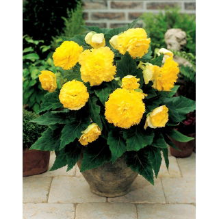 Begonia strzępiasta - żółta - 2 szt.
