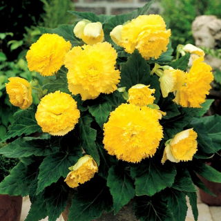 Begonia strzępiasta - żółta - 2 szt.