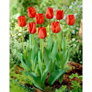 Tulipan Apeldorn - 5 szt.