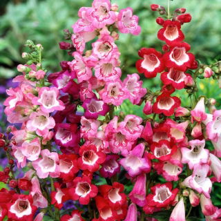 Penstemon Hartwego - mieszanka kolorów