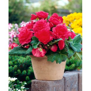 Begonia strzępiasta - różowa - 2 szt.