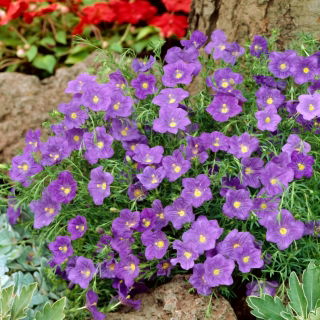 Nierembergia