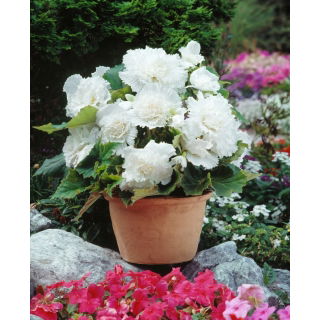 Begonia strzępiasta - biała - 2 szt.