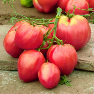 Pomidor Bawole Serce Oxheart - gruntowy Malinowy - 10 gram