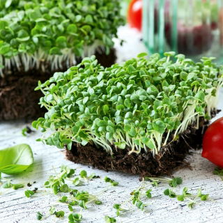 Microgreens - Bazylia właściwa zielona - młode listki o unikalnym smaku