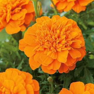 Aksamitka Mandarin - rozpierzchła, pomarańczowa