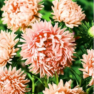 Aster peoniowy Janina - łososiowy