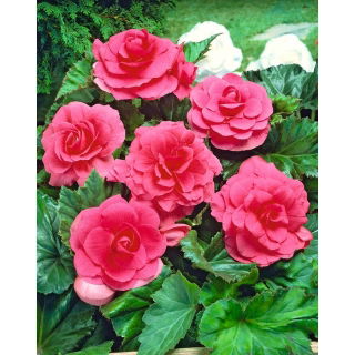 Begonia pełna - różowa - 2 szt.