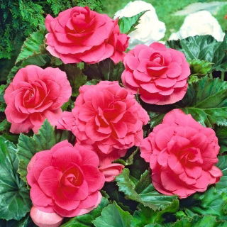Begonia pełna - różowa - 2 szt.