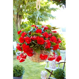 Begonia zwisająca - czerwona - 2 szt.