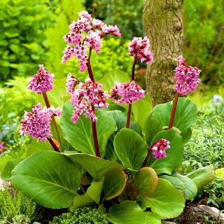 Bergenia sercowata
