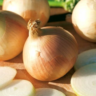 Cebula Augusta - zimująca, żółta
